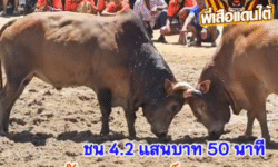 คลิปวัวชนย้อนหลัง ผลการชน โคแดงงามเหนือพยัคฆ์ยอดนำชัย (ท่านสร้อย) VS โคลังสาดณรงค์เดช (อ้างกางหลาง)