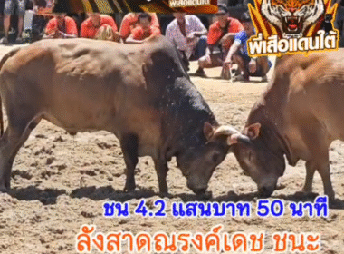 คลิปวัวชนย้อนหลัง ผลการชน โคแดงงามเหนือพยัคฆ์ยอดนำชัย (ท่านสร้อย) VS โคลังสาดณรงค์เดช (อ้างกางหลาง)