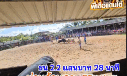 คลิปวัวชนย้อนหลัง ผลการชน ขาวงามเจริญชัย VS โหนดขุนศึกคู่บารมียอดมีชัย (ท่านด้วนบ้านควนสระ)