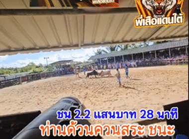 คลิปวัวชนย้อนหลัง ผลการชน ขาวงามเจริญชัย VS โหนดขุนศึกคู่บารมียอดมีชัย (ท่านด้วนบ้านควนสระ)