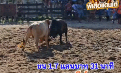 คลิปวัวชนย้อนหลัง ผลการชน ขาวงามราชสีห์ยอดวิทยายุทธ (โอโม่) VS โหนดงามทรัพย์คู่บารมีมังมีชัยชนะ (ไอ้ลิง)