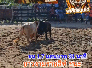 คลิปวัวชนย้อนหลัง ผลการชน ขาวงามราชสีห์ยอดวิทยายุทธ (โอโม่) VS โหนดงามทรัพย์คู่บารมีมังมีชัยชนะ (ไอ้ลิง)