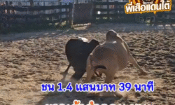 คลิปวัวชนย้อนหลัง ผลการชน ขาวเจ้าสำออย (ลูกหรั่ง) VS ดุกด้างโรฮิงญา (มาเลย์)