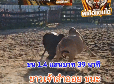 คลิปวัวชนย้อนหลัง ผลการชน ขาวเจ้าสำออย (ลูกหรั่ง) VS ดุกด้างโรฮิงญา (มาเลย์)