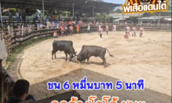 คลิปวัวชนย้อนหลัง ผลการชน โคนิลเผด็จศึกนำชัยชนะ (นาบิบ) VS โคดุกด้างงามสิงห์โตทอง (โกโก้)