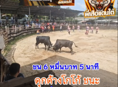 คลิปวัวชนย้อนหลัง ผลการชน โคนิลเผด็จศึกนำชัยชนะ (นาบิบ) VS โคดุกด้างงามสิงห์โตทอง (โกโก้)