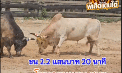 คลิปวัวชนย้อนหลัง ผลการชน โหนดหลังขาวเก้ากษัตริย์ (ขุนแผน) VS โคขาวยอดเด็ดเพชรภูธร (ทางหลวง)