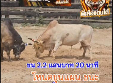 คลิปวัวชนย้อนหลัง ผลการชน โหนดหลังขาวเก้ากษัตริย์ (ขุนแผน) VS โคขาวยอดเด็ดเพชรภูธร (ทางหลวง)