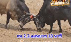 คลิปวัวชนย้อนหลัง ผลการชน โหนดพเนจร (ไอ้หนุ่มหมัดเมา) VS โหนดงามตะวันเดือด (นักบิน)