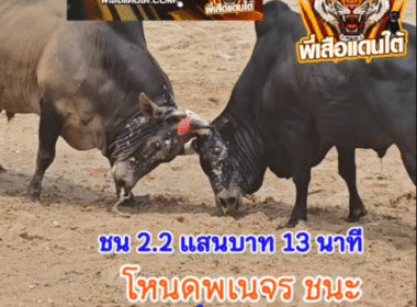 คลิปวัวชนย้อนหลัง ผลการชน โหนดพเนจร (ไอ้หนุ่มหมัดเมา) VS โหนดงามตะวันเดือด (นักบิน)
