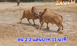 คลิปวัวชนย้อนหลัง ผลการชน แดงงามร้อยวิชาดาราชัย (จ้าวแสน) VS ขาวงามแสนเก่ง (วันศุกร์)