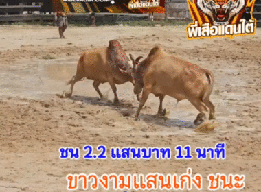 คลิปวัวชนย้อนหลัง ผลการชน แดงงามร้อยวิชาดาราชัย (จ้าวแสน) VS ขาวงามแสนเก่ง (วันศุกร์)