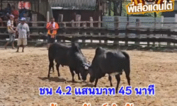 คลิปวัวชนย้อนหลัง ผลการชน โคดุกด้างพยัคฆ์นำชัย (ค้างคาวดำ) VS โคนิลแซมเพชรเจริญัย (ขุนเพชร)