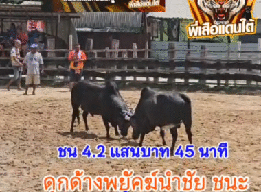 คลิปวัวชนย้อนหลัง ผลการชน โคดุกด้างพยัคฆ์นำชัย (ค้างคาวดำ) VS โคนิลแซมเพชรเจริญัย (ขุนเพชร)