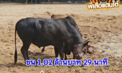 คลิปวัวชนย้อนหลัง ผลการชน โคคอดำเพชรสยาม VS โคดุกด้างป่านเพชรยอดมงคลชัย (ท่านป่านจอมราชัน)