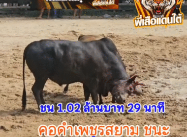 คลิปวัวชนย้อนหลัง ผลการชน โคคอดำเพชรสยาม VS โคดุกด้างป่านเพชรยอดมงคลชัย (ท่านป่านจอมราชัน)