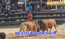 คลิปวัวชนย้อนหลัง ผลการชน โคลังสาดคมพยัคฆ์ (กำไร) VS โคแดงร้อยวิชาดาราท่องใหญ่ (ไอแดงกลิ้ง)