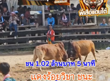 คลิปวัวชนย้อนหลัง ผลการชน โคลังสาดคมพยัคฆ์ (กำไร) VS โคแดงร้อยวิชาดาราท่องใหญ่ (ไอแดงกลิ้ง)