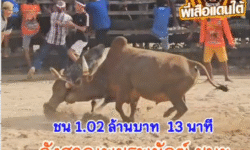 คลิปวัวชนย้อนหลัง ผลการชน โคลังสาดท้องลายเพชรพยัคฆ์ชาญลือชัย (ตาดำ) VS โคลังสาดยอดตำนาญ (ทองดี)