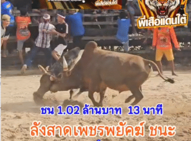 คลิปวัวชนย้อนหลัง ผลการชน โคลังสาดท้องลายเพชรพยัคฆ์ชาญลือชัย (ตาดำ) VS โคลังสาดยอดตำนาญ (ทองดี)