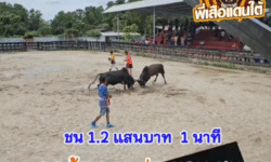 คลิปวัวชนย้อนหลัง ผลการชน โคดุกด้างเทพประทานยูเทิร์น VS โคดุกด้างดอกรักพิทักษ์นำชัย (หย่อง)