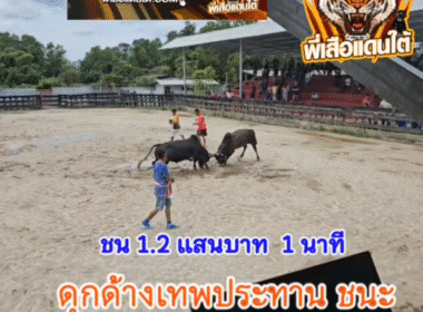 คลิปวัวชนย้อนหลัง ผลการชน โคดุกด้างเทพประทานยูเทิร์น VS โคดุกด้างดอกรักพิทักษ์นำชัย (หย่อง)