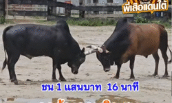 คลิปวัวชนย้อนหลัง ผลการชน โคลังสาดพยัคฆ์อีสาน VS โคดุกด้างลูกพริก