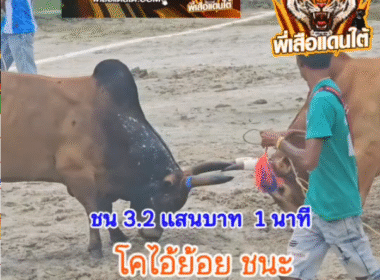 คลิปวัวชนย้อนหลัง ผลการชน โคแดงทรัพย์ไพศาล (จุดเพชร) VS โคโหนดลังสาดใจเด็ดเพชรทางหลวง (ไอ้ย้อย)