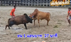 คลิปวัวชนย้อนหลัง ผลการชน โคแดงเพชรประดับดาว (สองนาย) VS โคลังสาดฤทธิชัย
