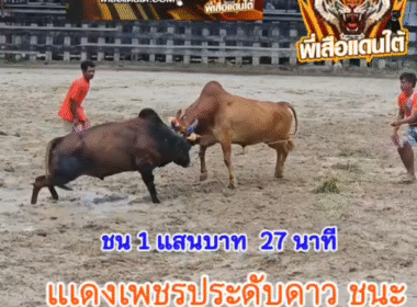 คลิปวัวชนย้อนหลัง ผลการชน โคแดงเพชรประดับดาว (สองนาย) VS โคลังสาดฤทธิชัย