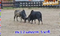 คลิปวัวชนย้อนหลัง ผลการชน โคนิลงามลูกขวัญเมือง VS โคนิลวิศณุจอมราชัน