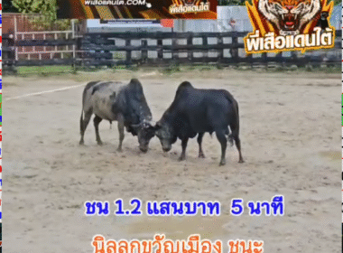 คลิปวัวชนย้อนหลัง ผลการชน โคนิลงามลูกขวัญเมือง VS โคนิลวิศณุจอมราชัน