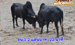 คลิปวัวชนย้อนหลัง ผลการชน โคโหนดลายเหนือพยัคฆ์ (ลายลงทัน) VS โคโหนดเพชรทองคำ (หมื่นห้าร้อย)