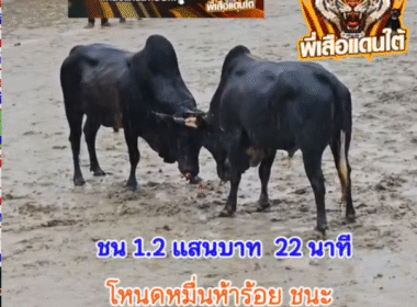คลิปวัวชนย้อนหลัง ผลการชน โคโหนดลายเหนือพยัคฆ์ (ลายลงทัน) VS โคโหนดเพชรทองคำ (หมื่นห้าร้อย)