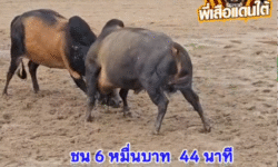 คลิปวัวชนย้อนหลัง ผลการชน ลังสาดจอมราวี (ไอ้เจ๋ง) VS โหนดดาวอังคาร