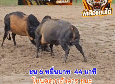 คลิปวัวชนย้อนหลัง ผลการชน ลังสาดจอมราวี (ไอ้เจ๋ง) VS โหนดดาวอังคาร