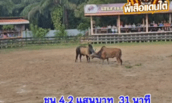 คลิปวัวชนย้อนหลัง ผลการชน โหนดหลังขาวจ้าวปัญญาวันมีชัย (บึกบึน) VS  ลังสาดไมอามี่ (กุ้งส้ม)