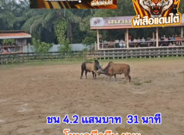 คลิปวัวชนย้อนหลัง ผลการชน โหนดหลังขาวจ้าวปัญญาวันมีชัย (บึกบึน) VS  ลังสาดไมอามี่ (กุ้งส้ม)
