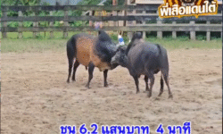 คลิปวัวชนย้อนหลัง ผลการชน โหนดหลังขาวมีชัยทรัพย์บัญมี VS โหนดสุดทางรักขวัญใจสาวใต้