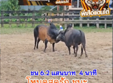 คลิปวัวชนย้อนหลัง ผลการชน โหนดหลังขาวมีชัยทรัพย์บัญมี VS โหนดสุดทางรักขวัญใจสาวใต้