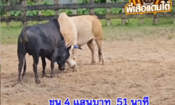 คลิปวัวชนย้อนหลัง ผลการชน นิลงามชำนาญรบ (ไอ้สอง) VS ขาวมหาลาภ