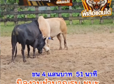 คลิปวัวชนย้อนหลัง ผลการชน นิลงามชำนาญรบ (ไอ้สอง) VS ขาวมหาลาภ