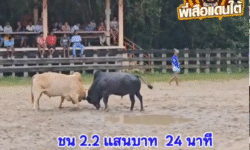 คลิปวัวชนย้อนหลัง ผลการชน ดุกด้างแซมพยัคฆ์ร้ายทุ่งสังหาร (คอลาย) ฮฆ ขาวงามร้อยวิชาดาราเมืองดอน (ไอ้พานท้อง3)