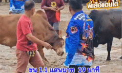 คลิปวัวชนย้อนหลัง ผลการชน  โหนดใจเด็ดเพชรนำชัย(สุดซอย)  VS  แดงเจ้าปัญญาโชคนำชัย