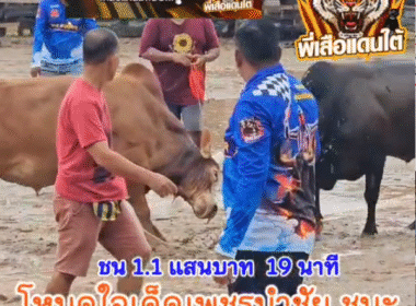 คลิปวัวชนย้อนหลัง ผลการชน  โหนดใจเด็ดเพชรนำชัย(สุดซอย)  VS  แดงเจ้าปัญญาโชคนำชัย