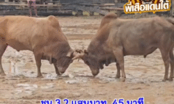 คลิปวัวชนย้อนหลัง ผลการชน ขาวราชสีห์ขนทอง(ลูกขาว)  VS ลังสาดสิงหราชวันมีชัย
