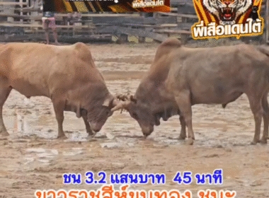 คลิปวัวชนย้อนหลัง ผลการชน ขาวราชสีห์ขนทอง(ลูกขาว)  VS ลังสาดสิงหราชวันมีชัย