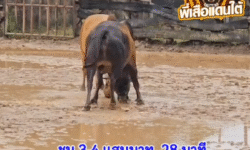 คลิปวัวชนย้อนหลัง ผลการชน โหนดรุ่งนิมิตยอดนักสู้ VS แดงวินดีเซลยอดเหล็กเพชร (กวางทอง)
