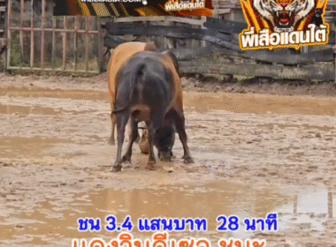 คลิปวัวชนย้อนหลัง ผลการชน โหนดรุ่งนิมิตยอดนักสู้ VS แดงวินดีเซลยอดเหล็กเพชร (กวางทอง)
