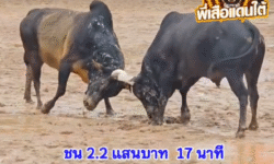 คลิปวัวชนย้อนหลัง ผลการชน ดุกด้างท้องลายวันรบ (สิบแสน)  VS โหนดหลังขาวเจ้าแสนรู้ (ไอ้มนุษย์รู)